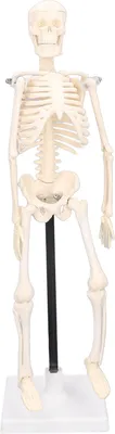 Zdjęcie produktu dla Ludzki model szkieletu 42 cm Odłączany, elastyczny, lekki model szkieletu z PVC do mini nauczania