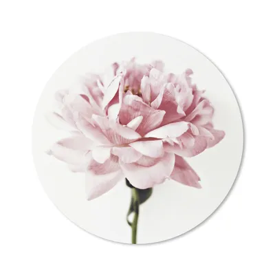 Produktbild von MuchoWow® Mauspad Mousepad Nahaufnahme einer rosa Pfingstrose 40x40 cm - Mousepads - Maus Mat - Pad - Mausunterlage - Schreibtisch Accessoires