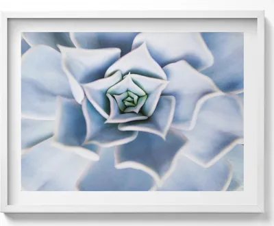 Produktbild von Blume– Wandbild mit Rahmen – Gerahmtes Bild  – Wanddekoration – 80x60 cm –  Weiß Rahmen