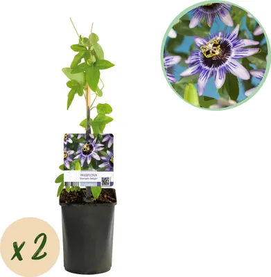 Produktbild von Passionsblume - Passiflora Damsels Delight - Blüte Lila mit Weiß - Wenig Pflege - 2 Pflanzen - 30-40cm - Ø10cm - Gartenpflanze