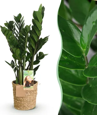 Image de Green BoutiQ - Green is... Plantes d'intérieur - Zamioculcas - ZZ - Peu d'entretien - avec panier - Vert - 1 plante - Pot 17 cm - Hauteur 65-75 cm