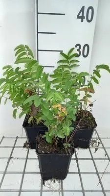 Obrázok produktu pre 6 x Sanguisorba off. 'Arnhem' - Pimpinelle - kvetináč 9 x 9 cm