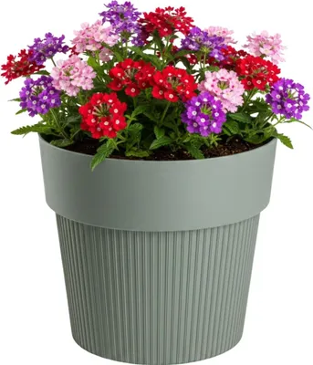 Immagine prodotto di HowHomely | Vaso per piante - Vaso da fiori - verde - 17x20 cm - Struttura scanalata - Coprivaso - Fioriera