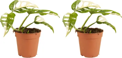 Produktbild von 2er Set - Monstera adansonii Variegata - Monkey Leaf - Fensterblatt - Luftreinigend - Hängepflanze - Höhe 20-25 cm - Topf 12 cm