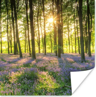 Produktbild von MuchoWow® Poster Frühling - Wald - Sonne 75x75 cm - Wand Dekoration