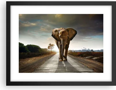 Produktbild von Gerahmtes Poster - Schwarzer Rahmen - Elefant Straße Landschaft - 40x30 cm - Wand Bild - Wanddeko - Wandbilder - Wandposter - Bilderrahmen - Bilder - Kunstdruck - Wandbild - P2BAA40x30-0214
