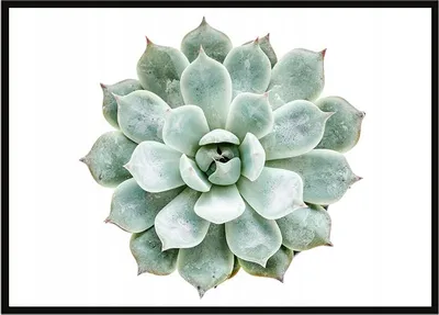 Immagine prodotto di Poster fotografico in cornice 53x73 cm Fiore P1046