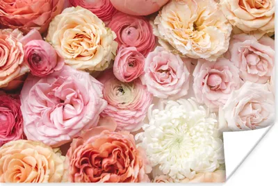 Produktbild von MuchoWow® Poster Blumen - Rosen - Rosa 180x120 cm - Fotoplakat