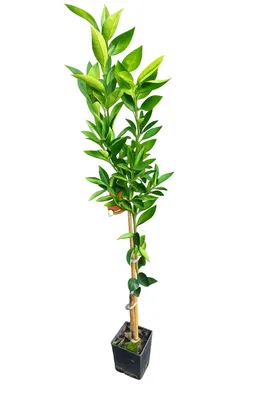 Produktbild von Zitronenbaum Clementine Spinoso (120-150 cm) – Süße Clementinenpflanze für Garten & Terrasse, winterhart, fruchttragend