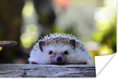 Produktbild von MuchoWow® Poster Igel liegt auf Holz 120x80 cm - Bilder