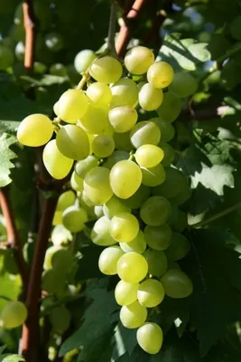 Produktbild von Vitis vinifera Ryogyoko - weiße Weintraube Tafeltraube - Neuzüchtung veredelt mit Neuaustrieb