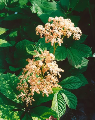 Produktbild von Rodgersia henrici, Schaublatt, ca. 11x11 cm Topf, dekoratives Laub