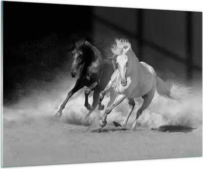 Produktbild von Bilder auf glas - Einteilig - Andalusier Pferde Galopp - 100x70cm - Glasbilder - Wandbilder - Bilder - zum Aufhängen bereit - Wanddekoration aus Glas - Glas Bilder - Wandbild auf Glas - GAA100x70-4240
