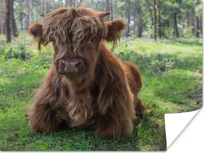 Produktbild von MuchoWow® Poster Schottischer Highlander - Kröte - Tiere 40x30 cm - Plakate für die Wände - Poster Wohnzimmer
