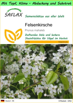 Produktbild von SAFLAX Garden to go - Felsenkirsche - Prunus mahaleb - 30 Samen - Mit Topf, Klima - Deckel und Anzuchtsubstrat
