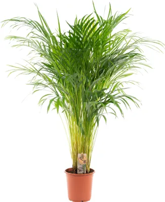 Produktbild von Trendyplants - Areca Palme - Goldpalme - Zimmerpflanze - Höhe 100-120 cm - Topfgröße Ø21cm