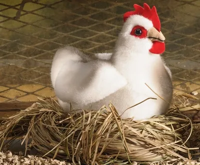 Produktbild von Kösen Huhn weiß 14 cm Stofftier