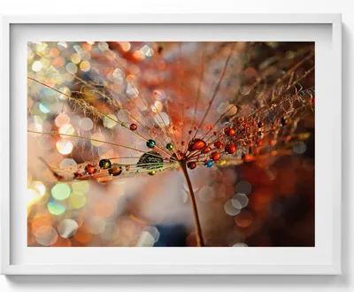 Produktbild von Gebläse und Tau– Wandbild mit Rahmen – Gerahmtes Bild  – Wanddekoration – 80x60 cm –  Weiß Rahmen
