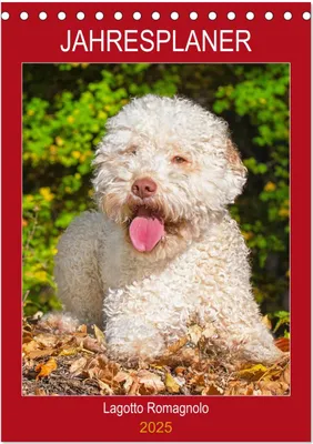 Produktbild von Jahresplaner Lagotto Romagnolo (Tischkalender 2025 DIN A5 hoch), CALVENDO Monatskalender