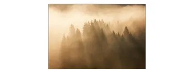 Zdjęcie produktu dla Fototapeta Krajobraz z widokiem na Zamglony Las o Poranku Dekoracja Ścienna do Salonu 3D Natura Pejzaż 180x120cm