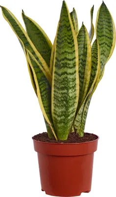 Produktbild von Dehner Bogenhanf Laurentii, schwertförmige Blätter, ca. 30-40 cm, Ø Topf 12 cm, Zimmerpflanze