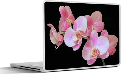 Produktbild von MuchoWow® Laptop Aufkleber Sticker Cover Eine Nahaufnahme von rosa Orchideen auf einem schwarzen Hintergrund 36.5x27.5 cm - Laptop-Sticker