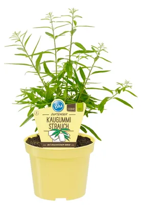 Produktbild von Kaugummistrauch- Lippia polystacha - Kräuterpflanze im 12cm Topf