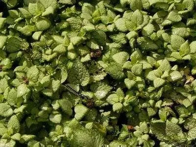 Imagen del producto de 6 x *Lamium maculatum* 'White Nancy' - Hierba de los tejados - Maceta de 9 x 9 cm
