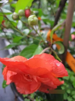 Produktbild von Chaenomeles speciosa Mango Storm - Zierquitte Mango Storm