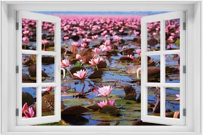 Produktbild von Wallario Wandbild mit Fenster-Illusion: Seerosenlandschaft mit rosa Blüten, Größe: 61 x 91,5 cm, Poster mit weißem Aluminiumrahmen