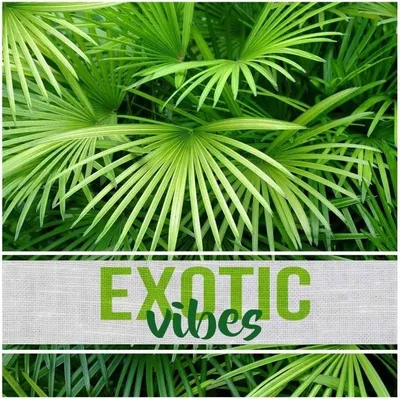 Image de Lot de 20 serviettes papier Exotic