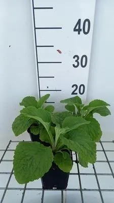 Produktbild von 6 x Digitalis purp. 'Sutton's Apricot' - Fingerhut - Topf 9 x 9 cm