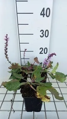 Immagine prodotto di 6 x Salvia sylv. 'Serenade' - Muschio stellato - vaso 9 x 9 cm