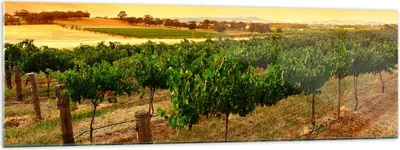 Produktbild von Bilder auf glas - Landschaft Weinberg Sonnenuntergang - 160x50cm - Glasbilder - Wandbilder - Kunstdruck - Wanddekoration aus Glas - Glas Bilder - Wandbild auf Glas - GAB160x50-0116