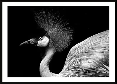 Image de Image Poster dans un cadre 33x43 cm Oiseau P2259