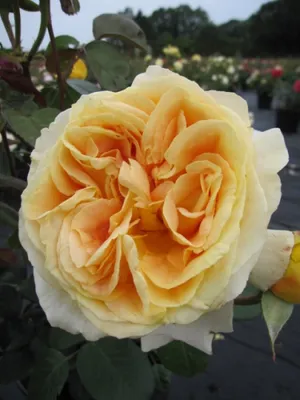 Produktbild von Rosa Candlelight® - Edelrose - Nostalgierose - goldgelb - Duft++++ - Tantau-Rose -