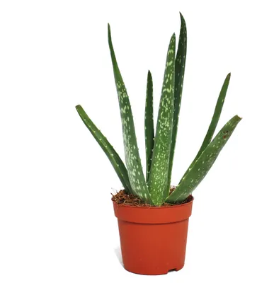 Produktbild von Aloe vera - ca. 2 Jahre alt - 10,5cm Topf
