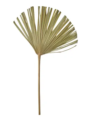 Image de ASA Vorteilset 4 Stück deko Fächerpalme, natur L. 60 - 70 cm 66506444 und Geschenk + Spende