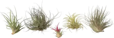 Zdjęcie produktu dla Oplątwa - 5 szt - Tillandsia - Wysokość 5-15cm - ⌀5cm