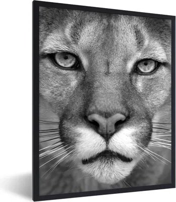 Produktbild von MuchoWow® Gerahmtes Poster Panther - Wildlife - Schwarz - Weiß 30x40 cm - Poster mit Schwarzem Bilderrahmen Wandposter Rahmen Foto Bilder - Wanddeko - Kunstdrucke