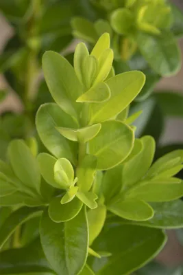 Zdjęcie produktu dla Buxus microphylla 'Faulkner', bukszpan, zwarty, 20-25 cm