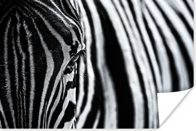 Produktbild von MuchoWow® Poster Nahaufnahme eines Zebras 90x60 cm - Schlafzimmer