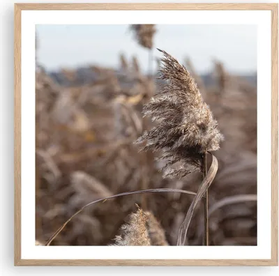 Produktbild von Gerahmtes Poster - Rahmen in heller Eiche - Boho Ähren Gras - 60x60 cm - Wand Bild - Wanddeko - Wandbilder - Kunstposter - Wandposter - Bilderrahmen - Bilder - Kunstdruck - P2NAC60x60-4763