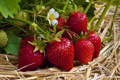 Produktbild von Fragaria vesca 'Ostara', Walderdbeere, rot, ca. 9x9 cm Topf