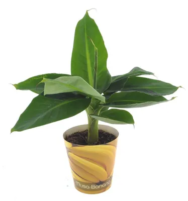Produktbild von Banane Musa Tropicana
