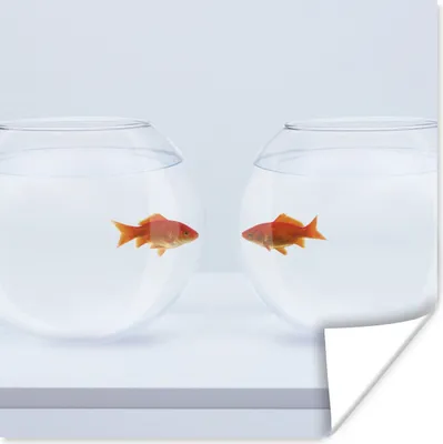 Produktbild von MuchoWow® Poster Goldfisch - Fischschalen - Weiß 50x50 cm - Wohnzimmerdekoration