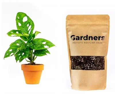 Obrázek produktu pro Gardners Set Monstera adansonii Monkey Mask a substrát, S