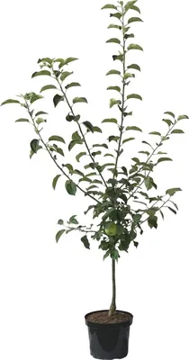 A potted apple tree with green leaves and one green apple, isolated on a white background.