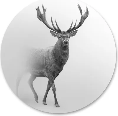 Produktbild von Sticker Kreis HIRSCHE im Nebel Tier Natur 3D Dekor Wohnzimmer Schlafzimmer Esszimmer Wanddeko Wandtattoo Aufkleber 100 cm x 100 cm
