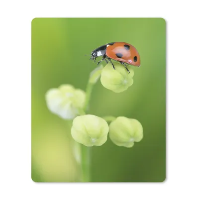 Produktbild von MuchoWow® Mauspad Mousepad Frühling Marienkäfer 30x40 cm - Mousepads - Maus Mat - Pad - Mausunterlage - Mausmatten